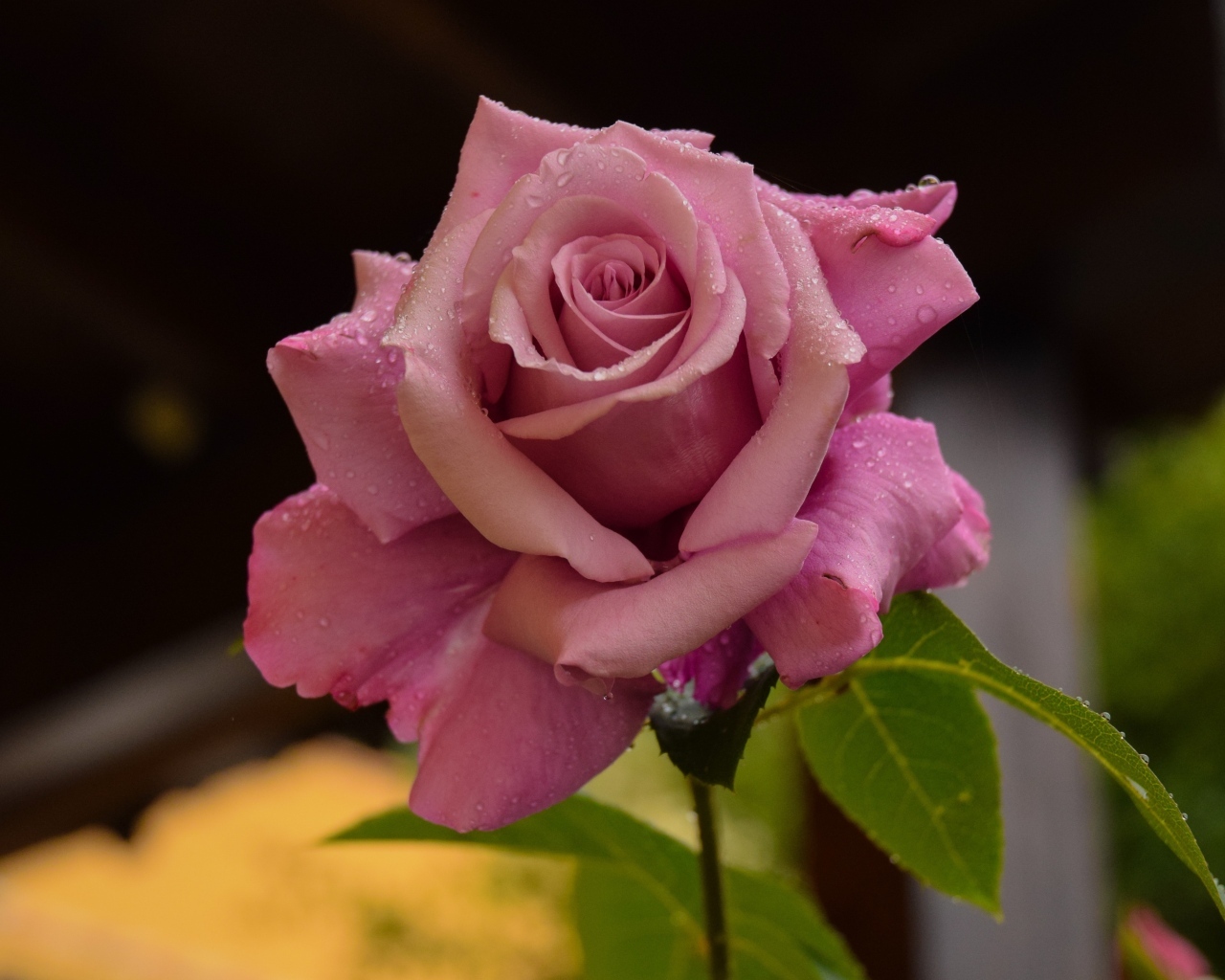 Роса на лепестках розовой розы