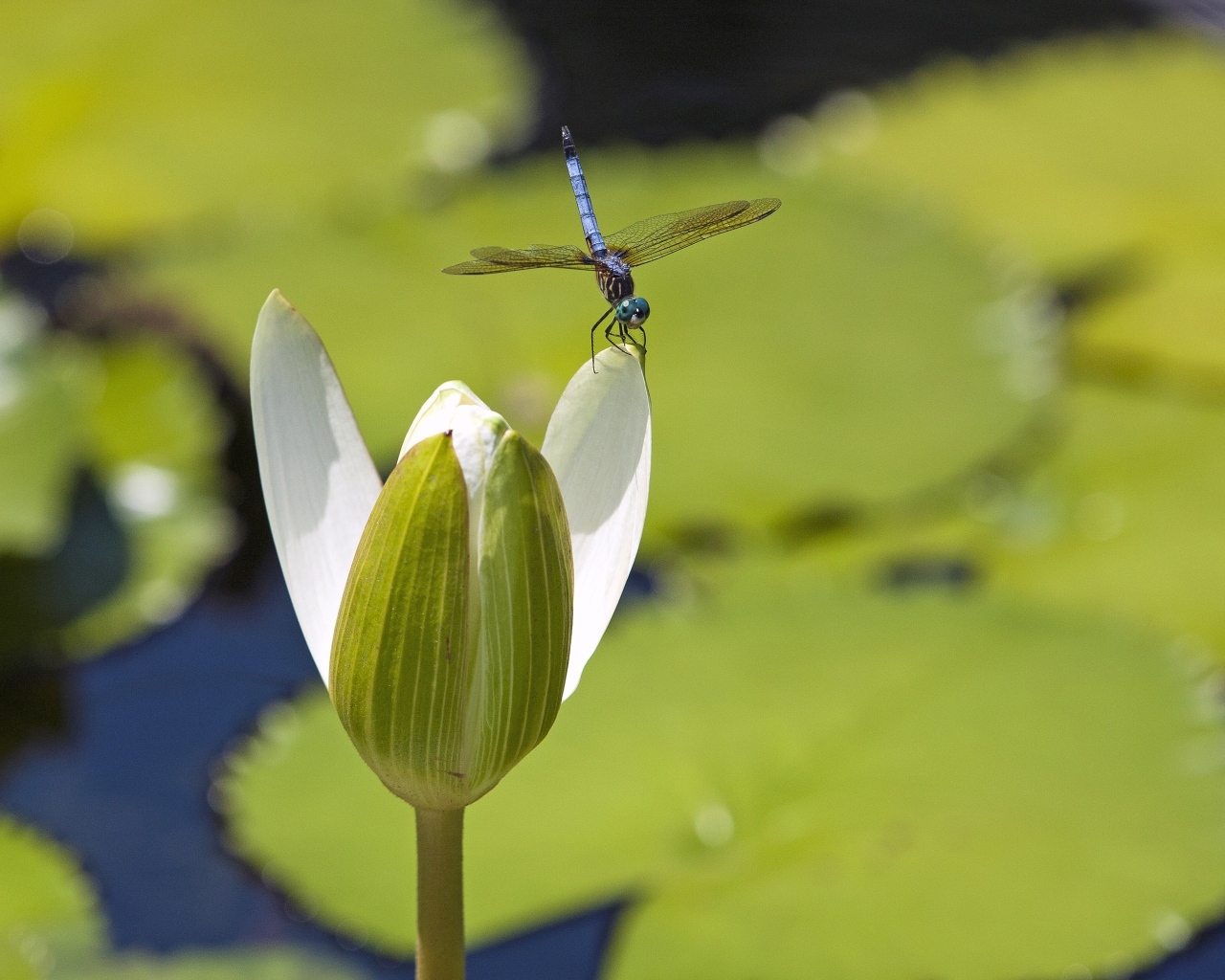 Стрекоза сидит на белом цветке водяной лилии