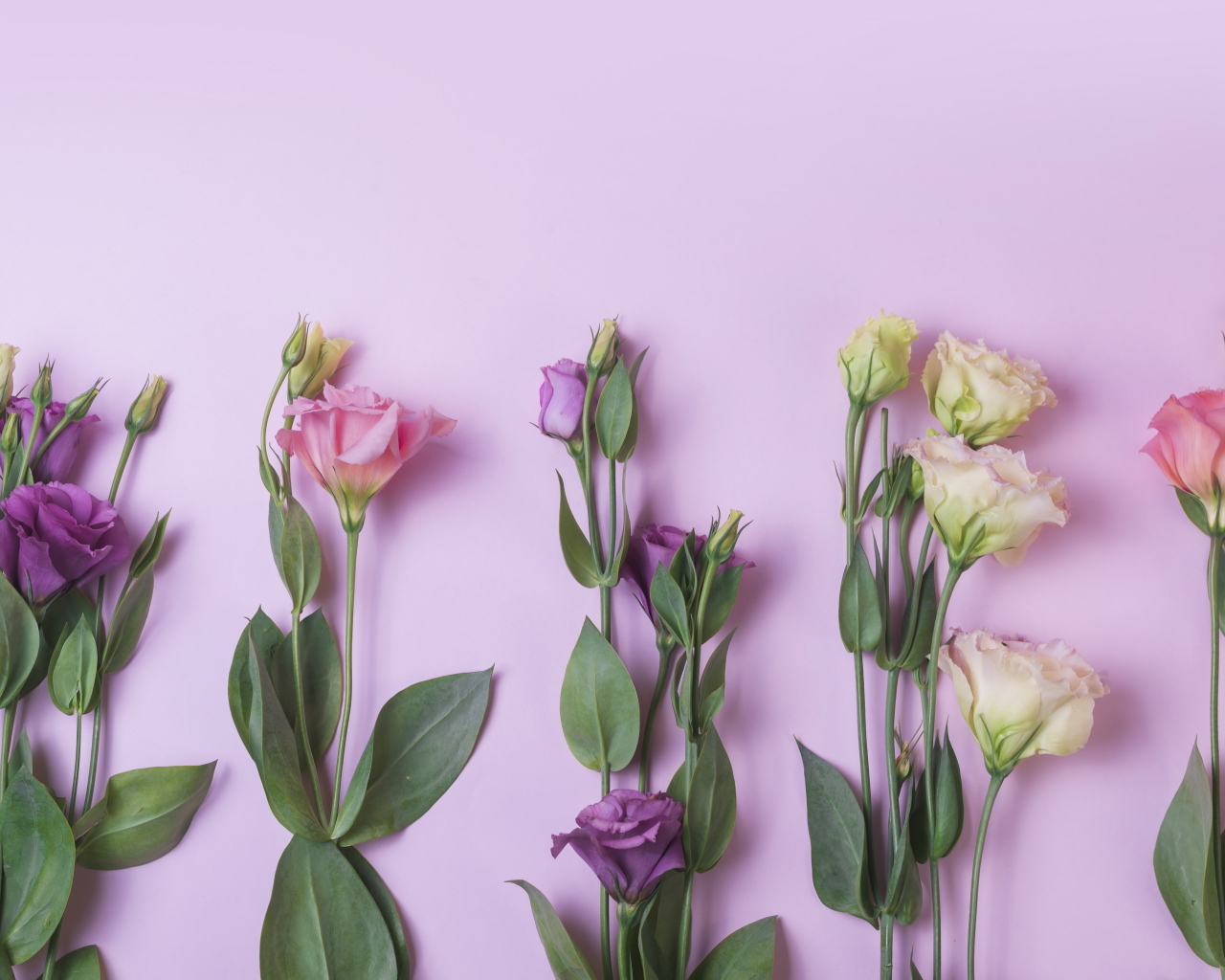 Цветы эустомы на розовом фоне