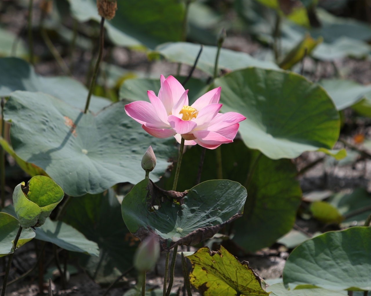Экзотический цветок лотоса в воде крупным планом