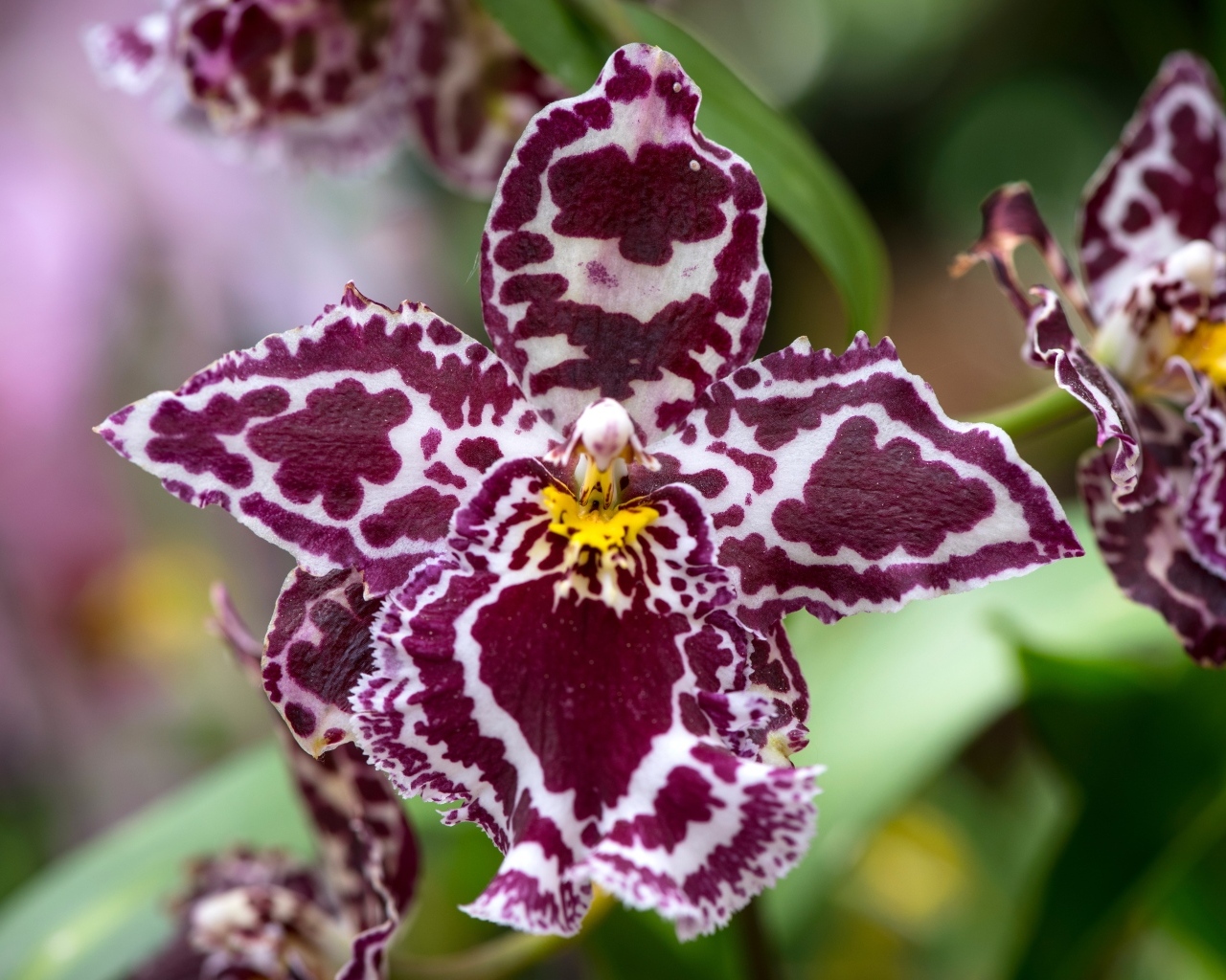 Экзотическая пятнистая орхидея крупным планом