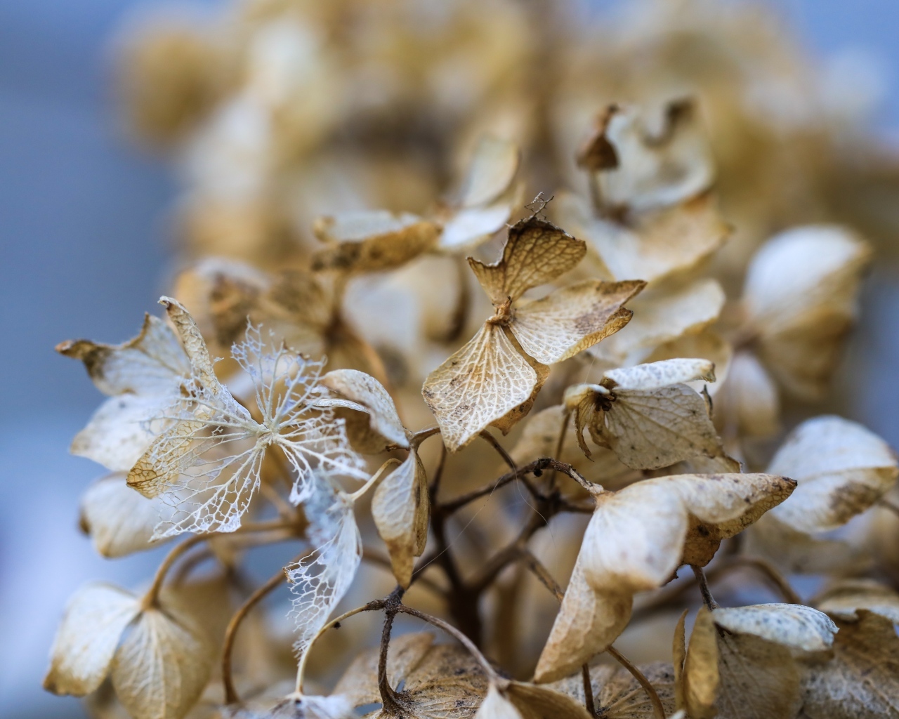 Отцветшие цветы гортензии крупным планом