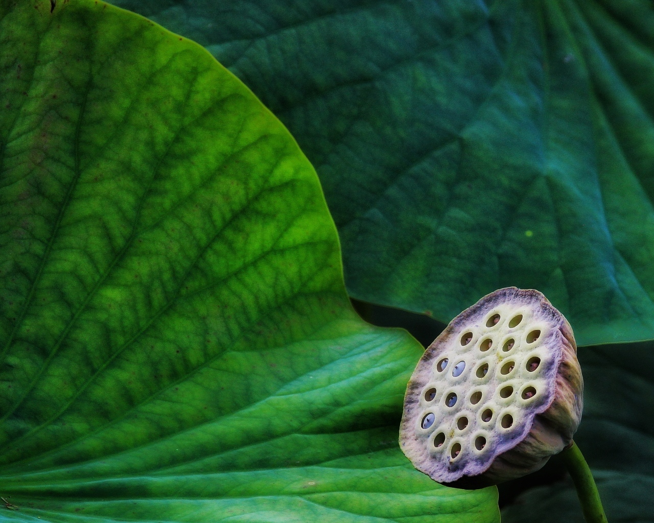 Отцветший цветок лотоса с зелеными листьями