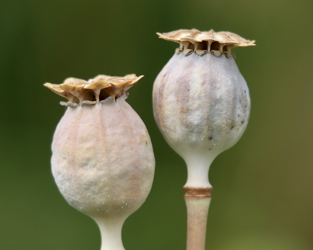 Отцветшие бутоны мака крупным планом