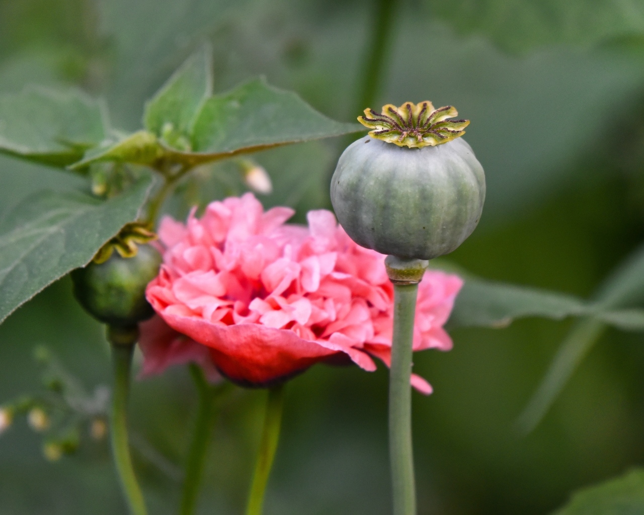 Отцветший стебель розового мака 