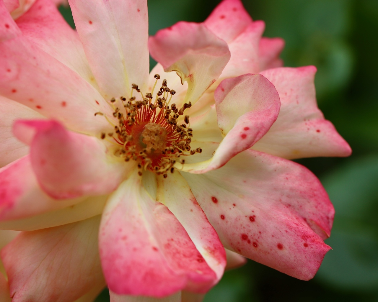 Отцветающая роза на клумбе крупным планом