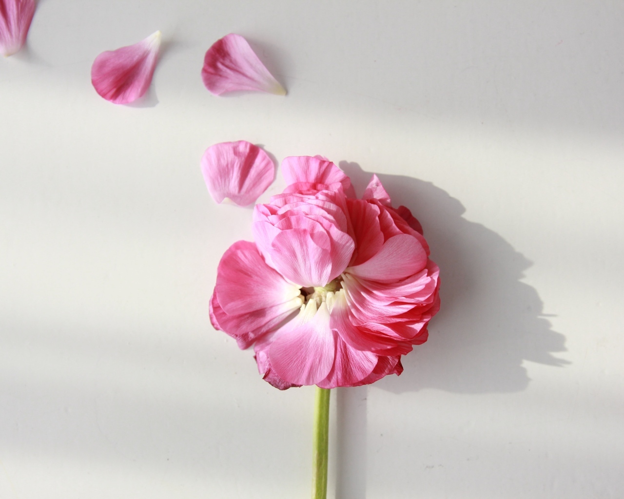 Опавший розовый цветок лютика на сером фоне