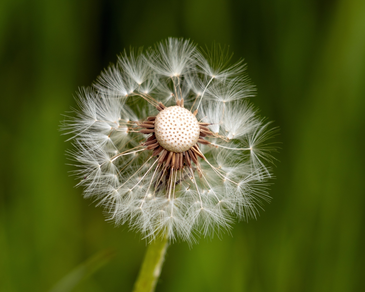 Опавший белый одуванчик