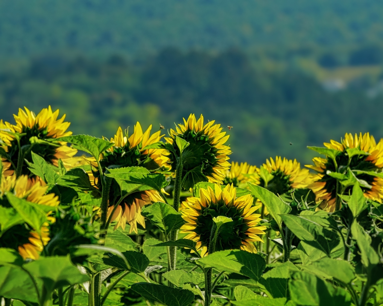 Поле цветущих подсолнухов в лучах солнца