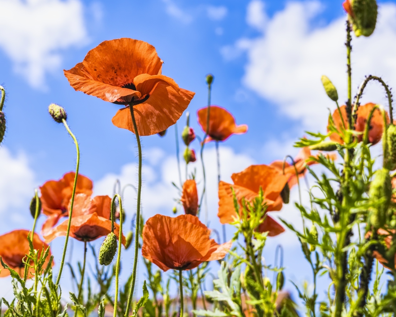 Поле красных маков в лучах солнца летом