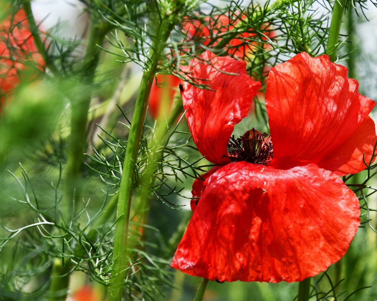 Полевой мак с красными лепестками в зеленых листьях