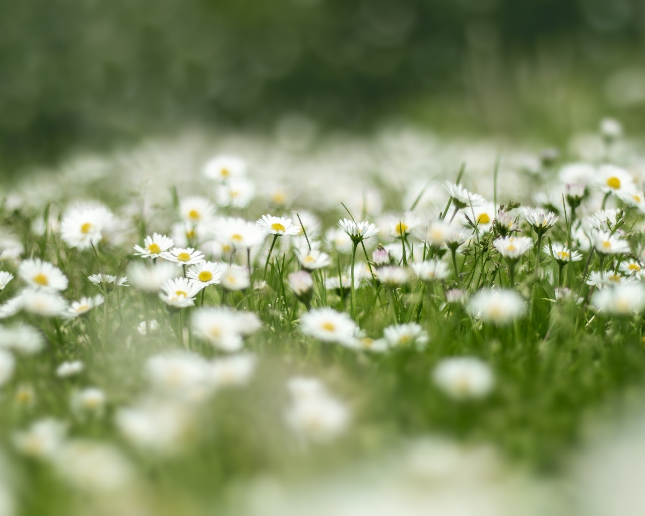 Поле с нежными белыми цветами маргаритки