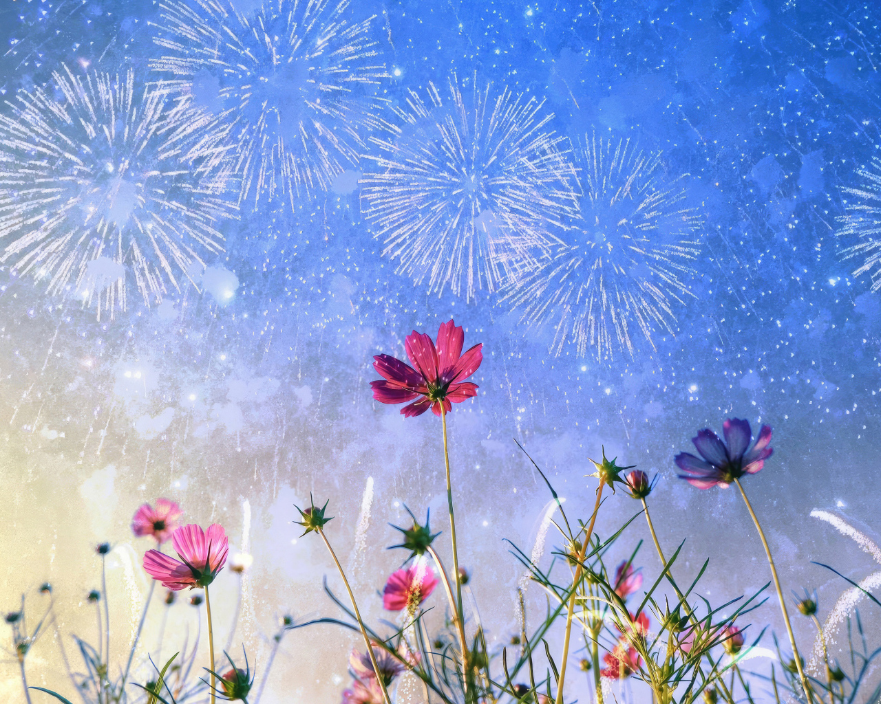 Салют в небе над цветами космеи