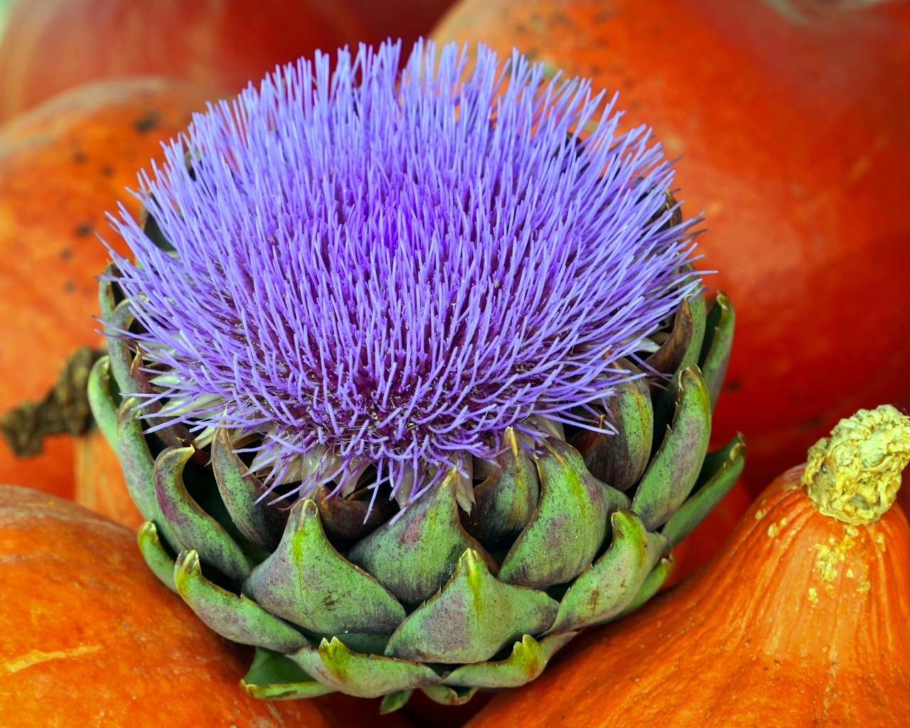 Цветущий артишок и тыква крупным планом
