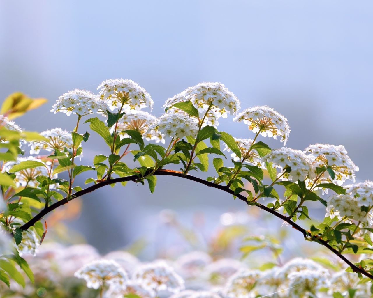 Цветущие ветки дерева весной на фоне неба