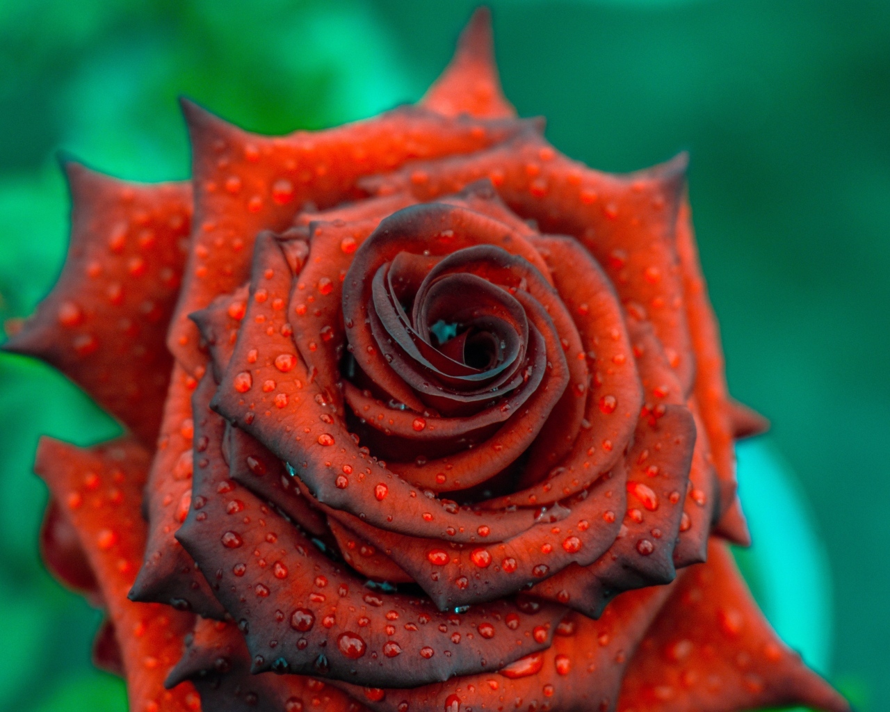 Ароматная бордовая роза в каплях росы