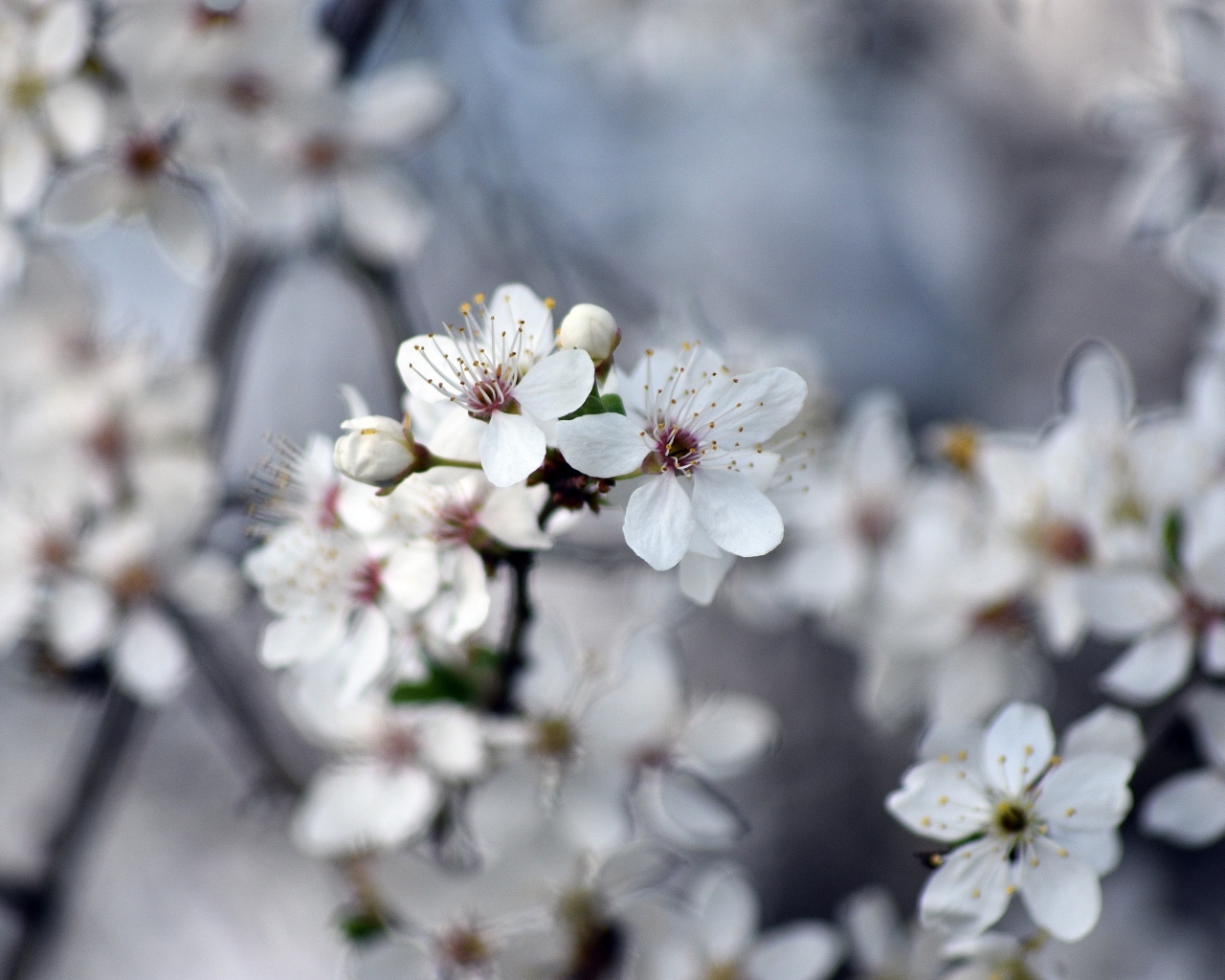 Ароматные цветы вишни на ветках 