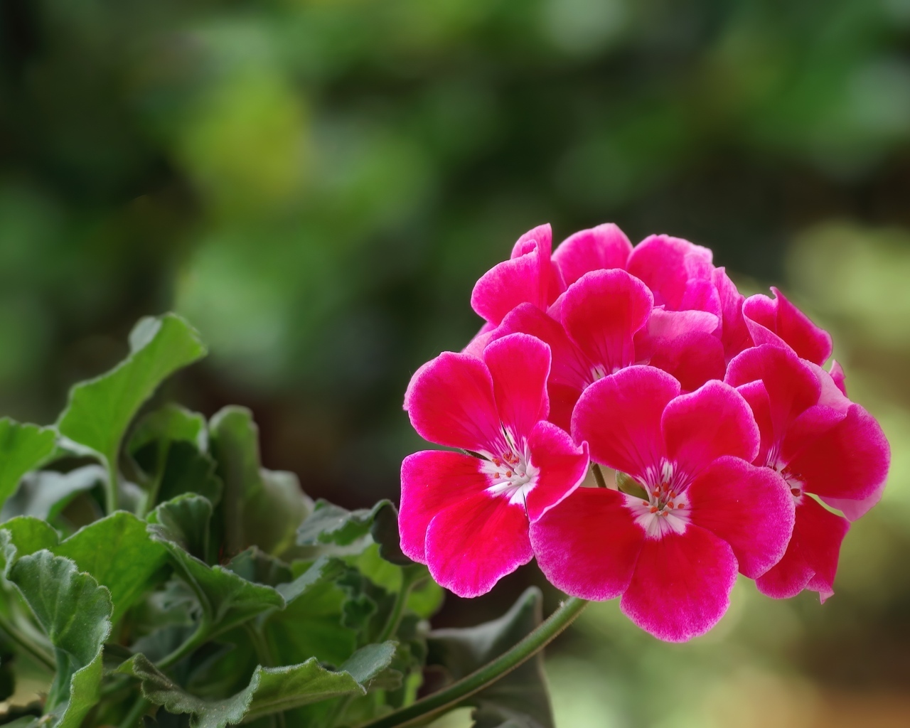 Ароматный цветок розовой герани