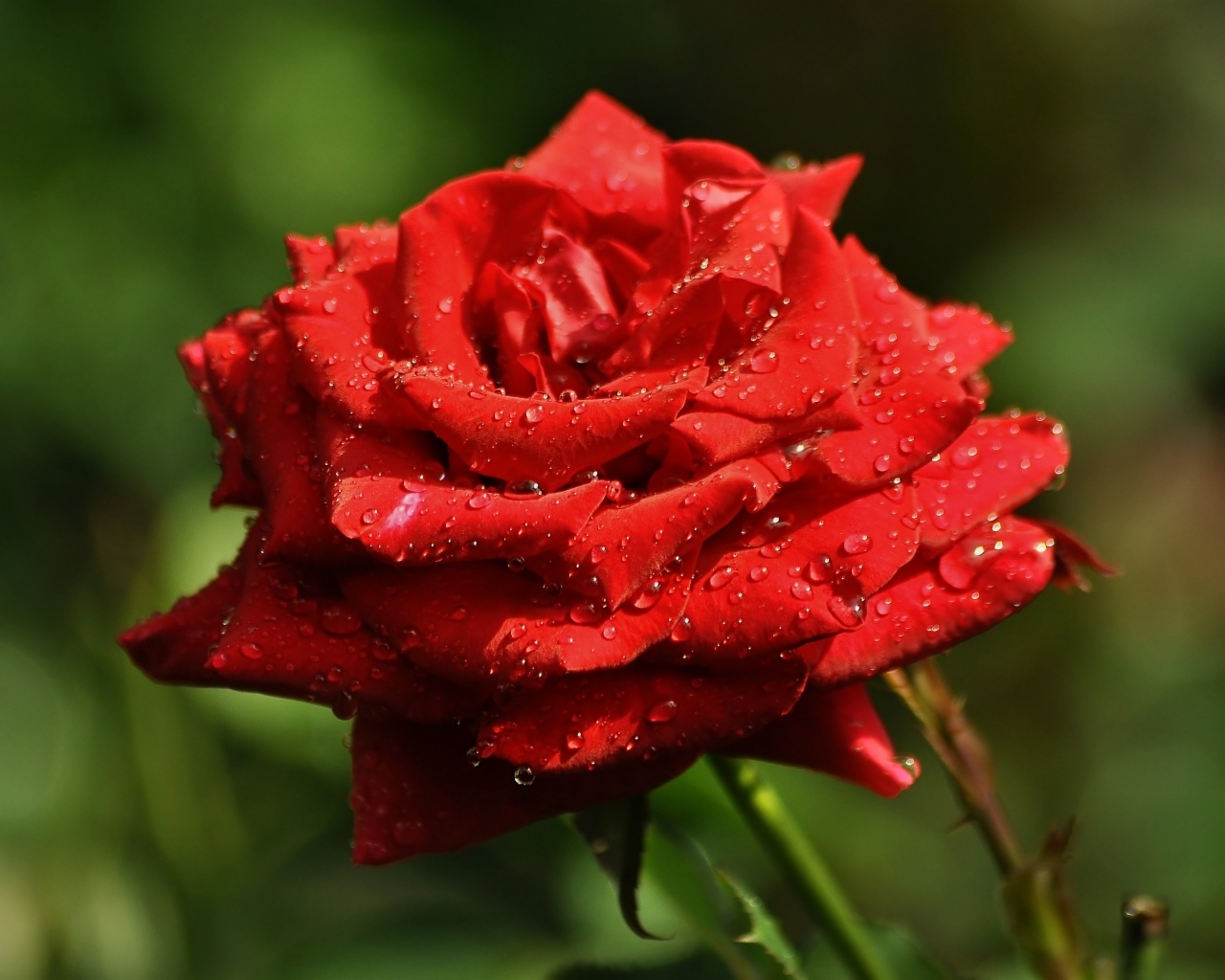 Ароматная красная роза в саду под дождем