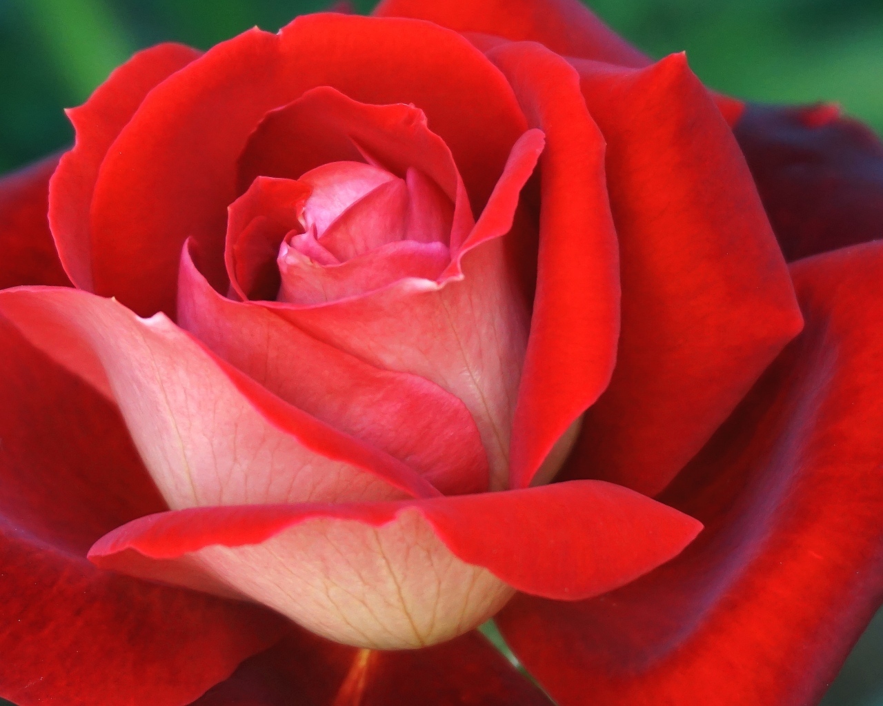 Ароматная красная чайная роза крупным планом