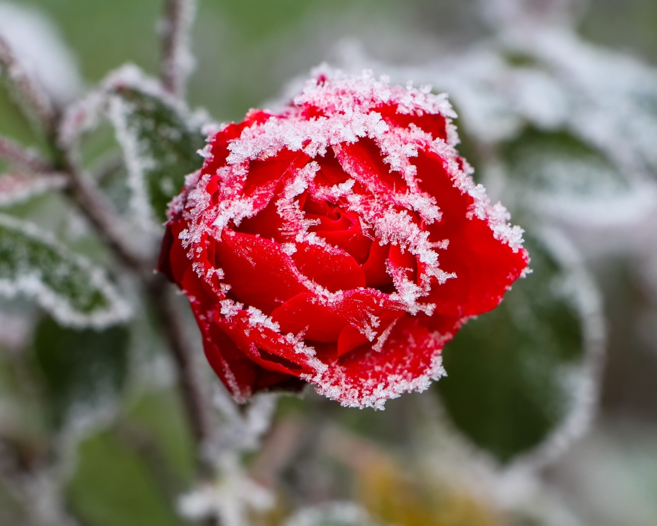 Покрытая холодным инеем красная роза