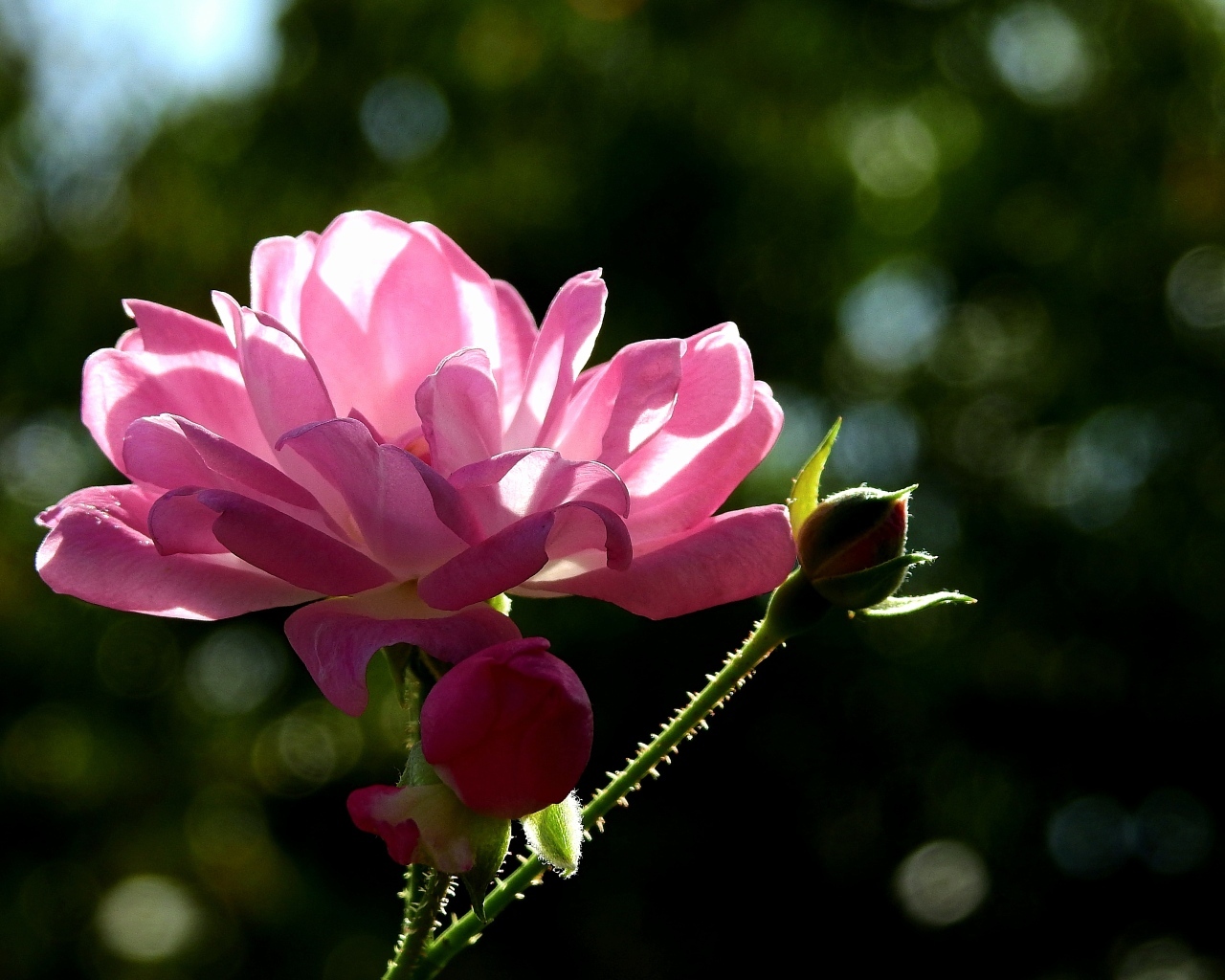 Садовая розовая роза в лучах солнца