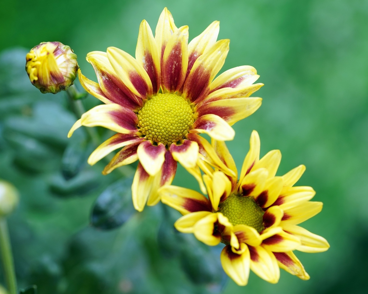 Цветы газания с бутонами крупным планом