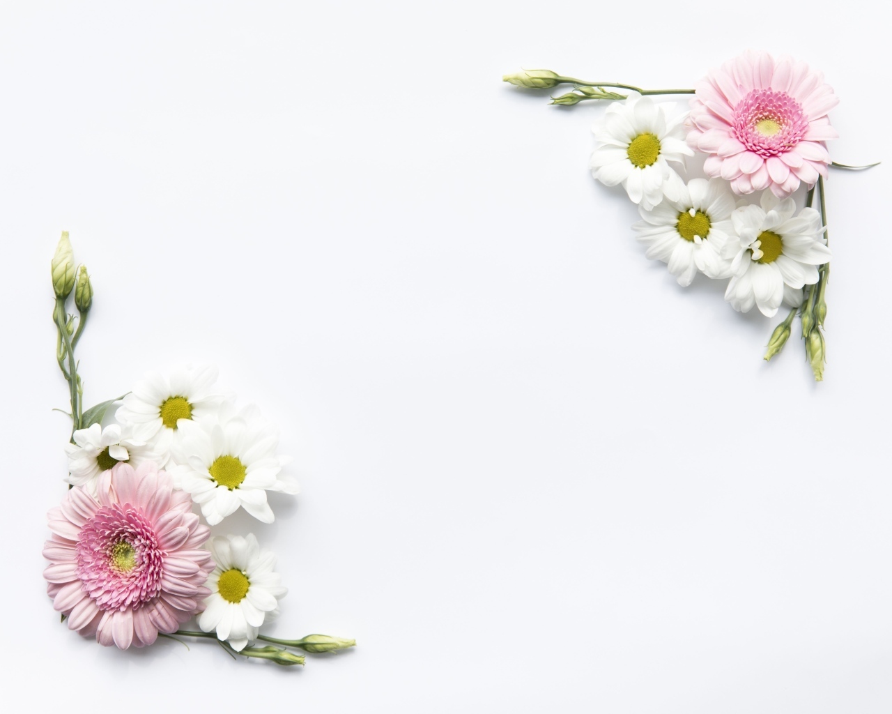 Цветы герберы и хризантемы на белом фоне