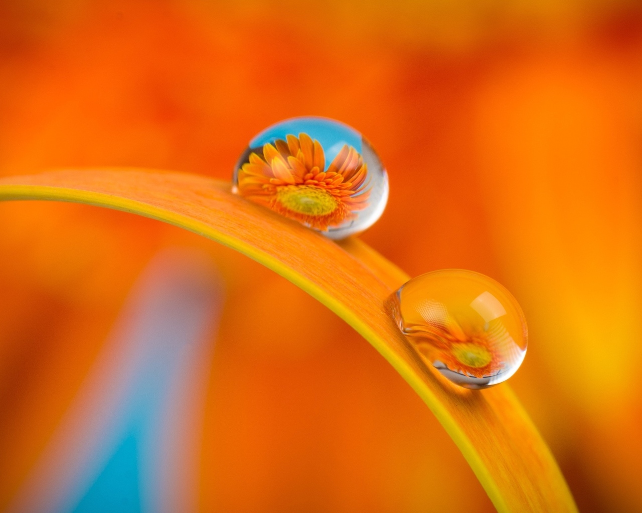 Цветы герберы в каплях роса на листке 