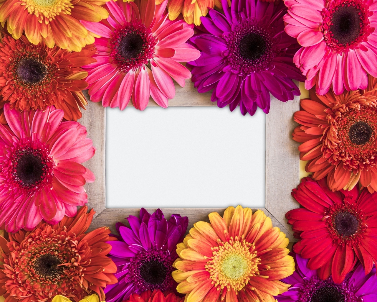 Цветы герберы с белым листом бумаги