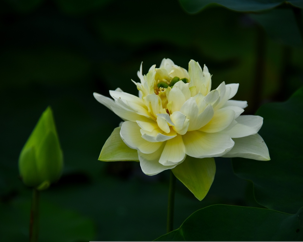 Золотой лотос с бутоном крупным планом