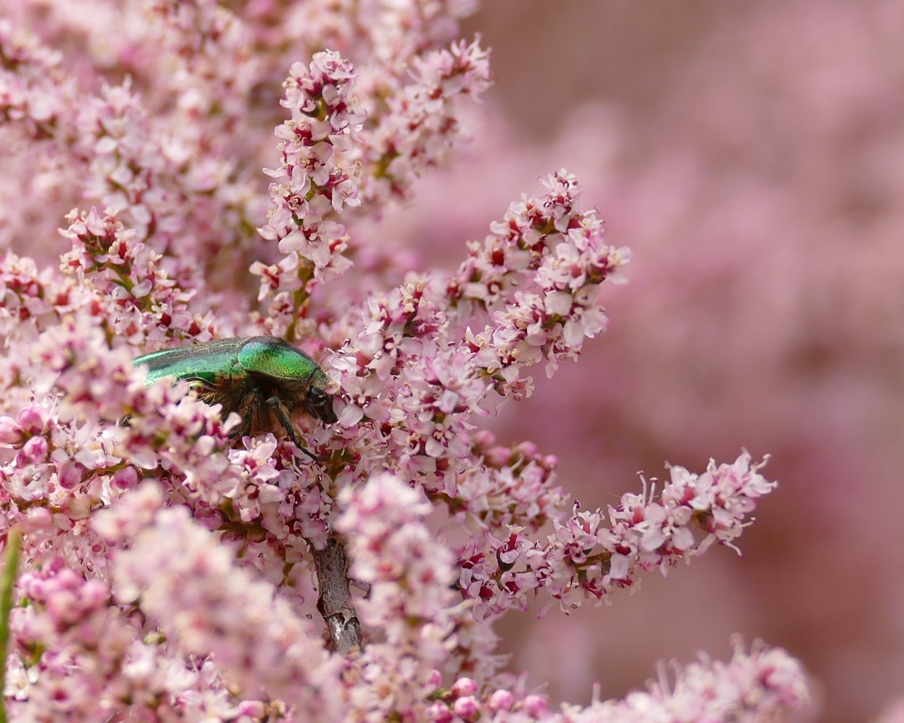 Зеленый жук сидит на красивых розовых цветах