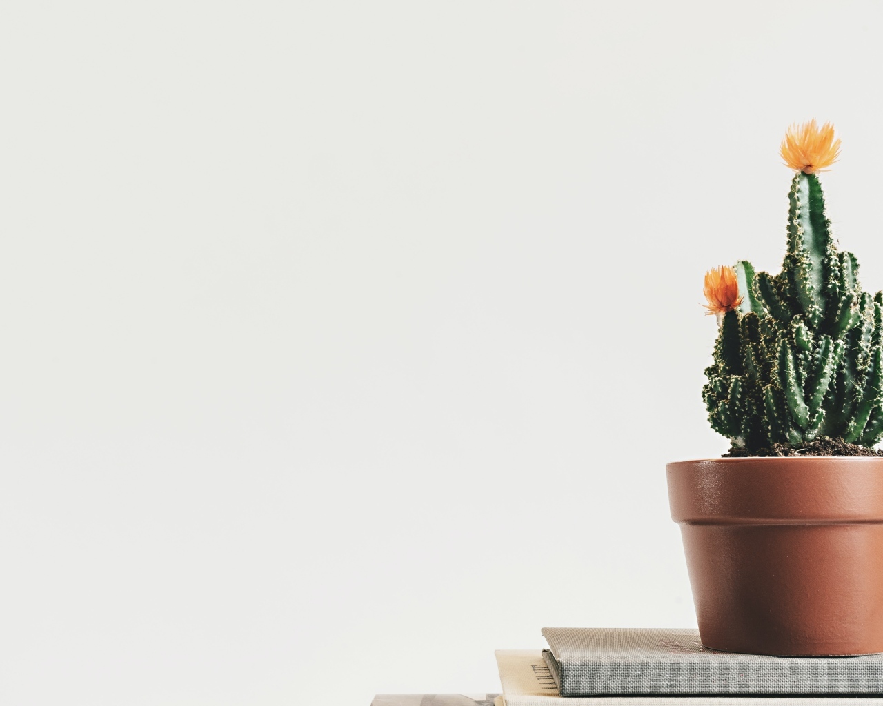 Зеленый цветущий кактус в горшке