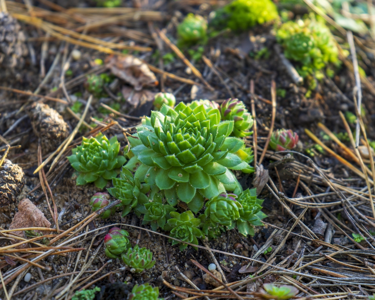 Зеленые растения суккуленты на земле
