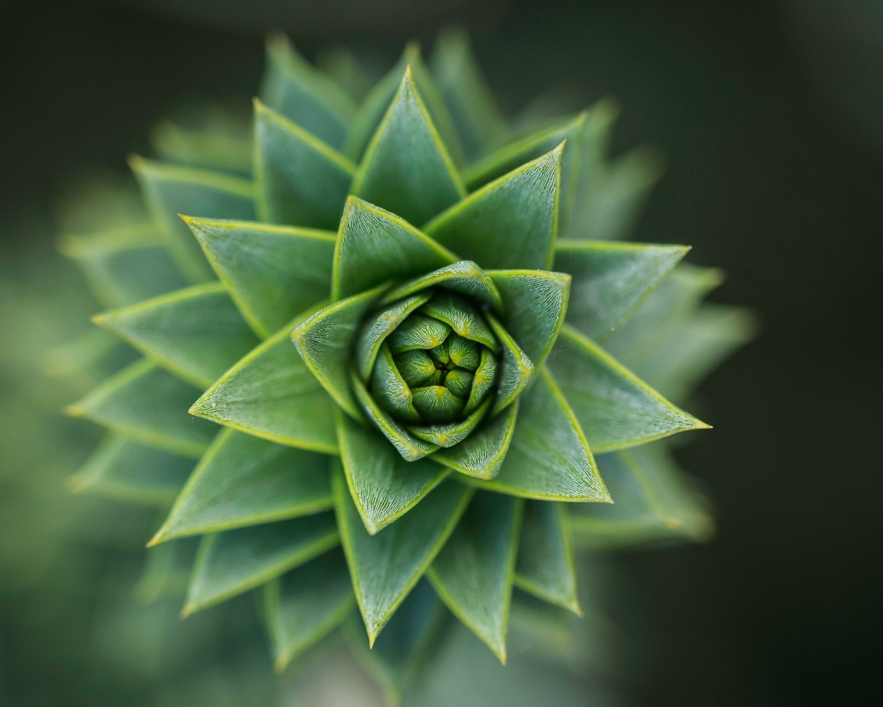 Зеленый цветок суккулент крупным планом