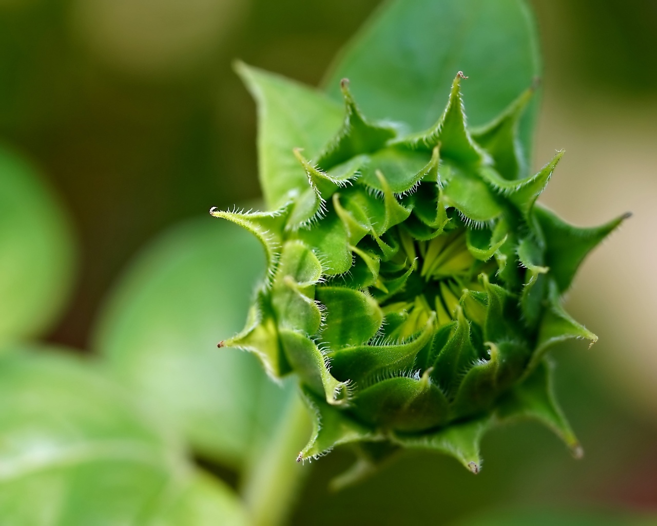 Зеленый нераспустившийся цветок подсолнуха