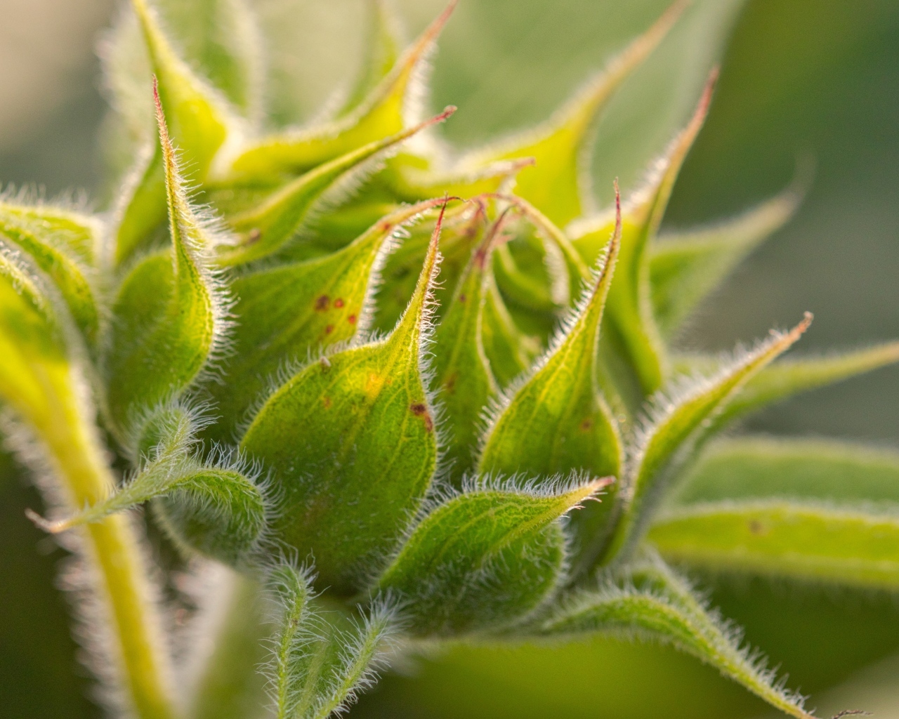 Зеленый нераспустившийся цветок подсолнуха