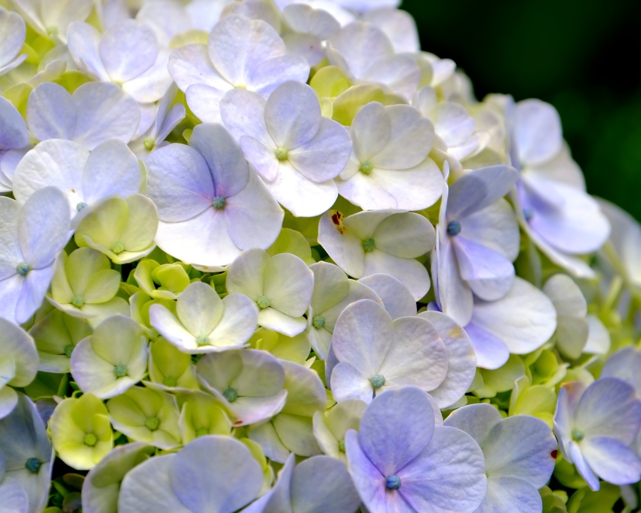 Цветы гортензии крупным планом