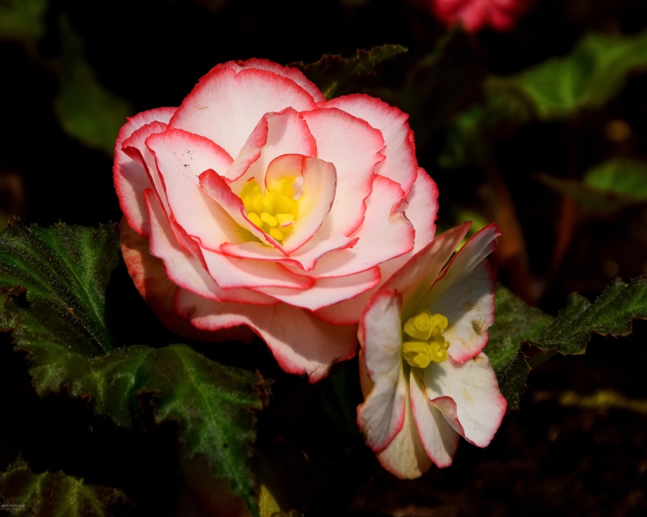 Комнатный цветок бегония крупным планом