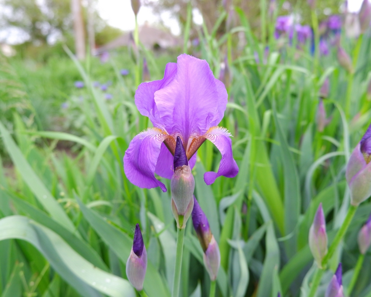 Цветы ирисы с бутонами на клумбе