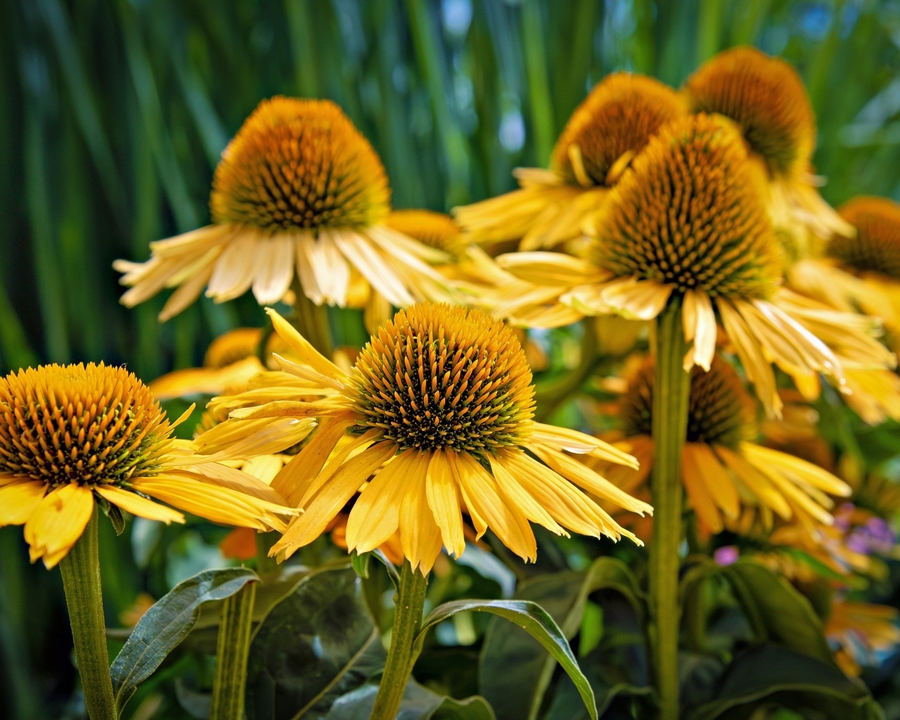 Крупные цветы эхинацеи крупным планом