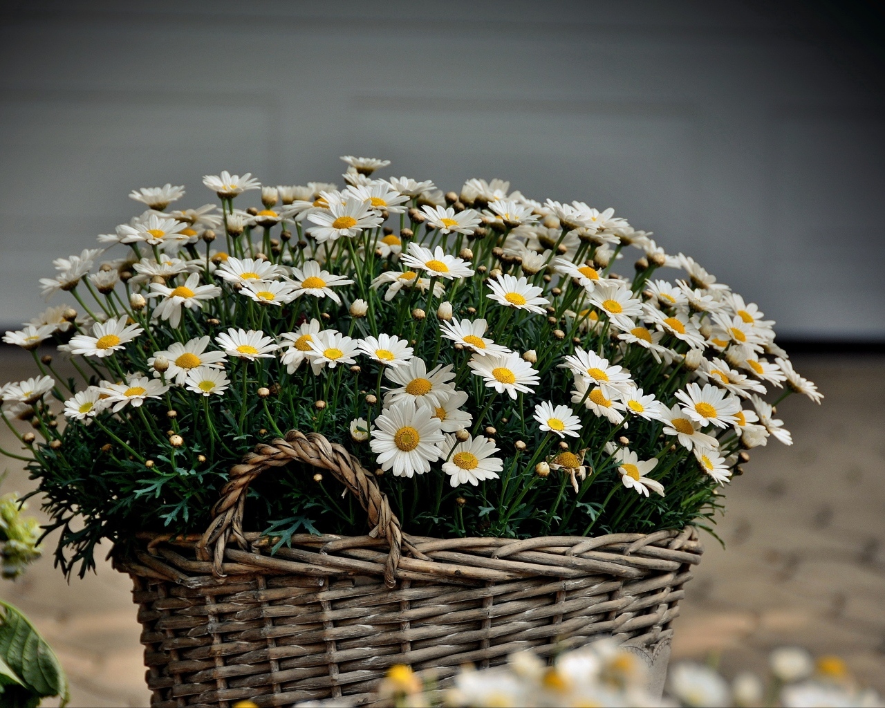 Большая корзина с цветами ромашки