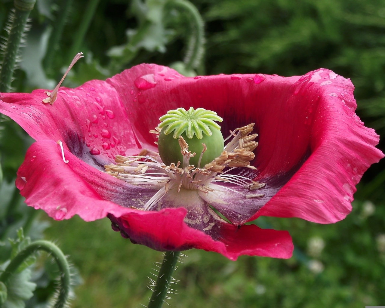 Большой распустившийся розовый мак