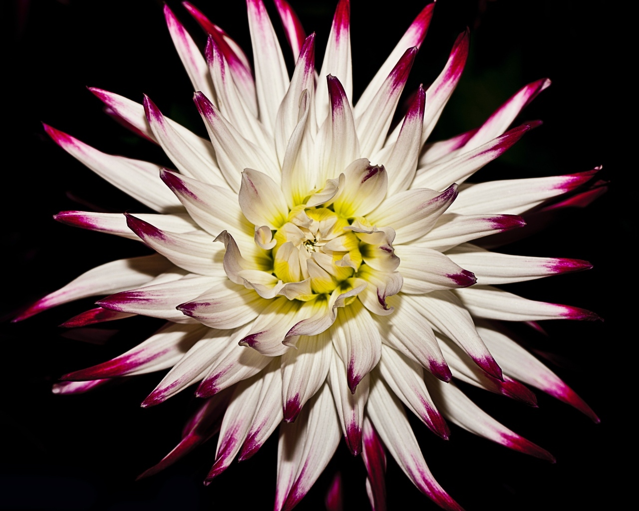 Крупный цветок георгина на черном фоне