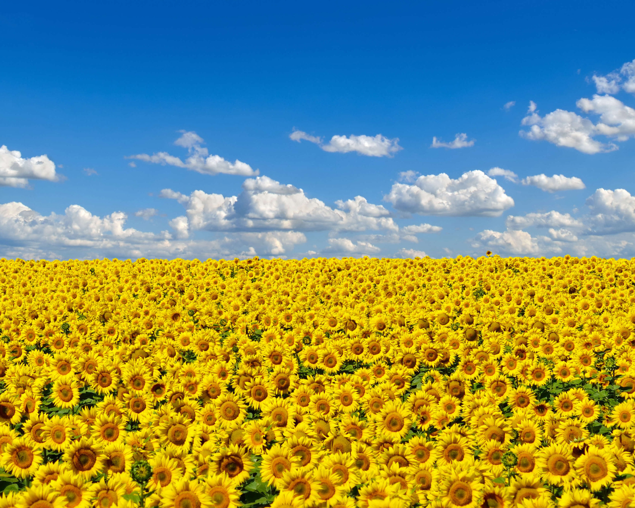 Большое поле желтых украинских подсолнухов