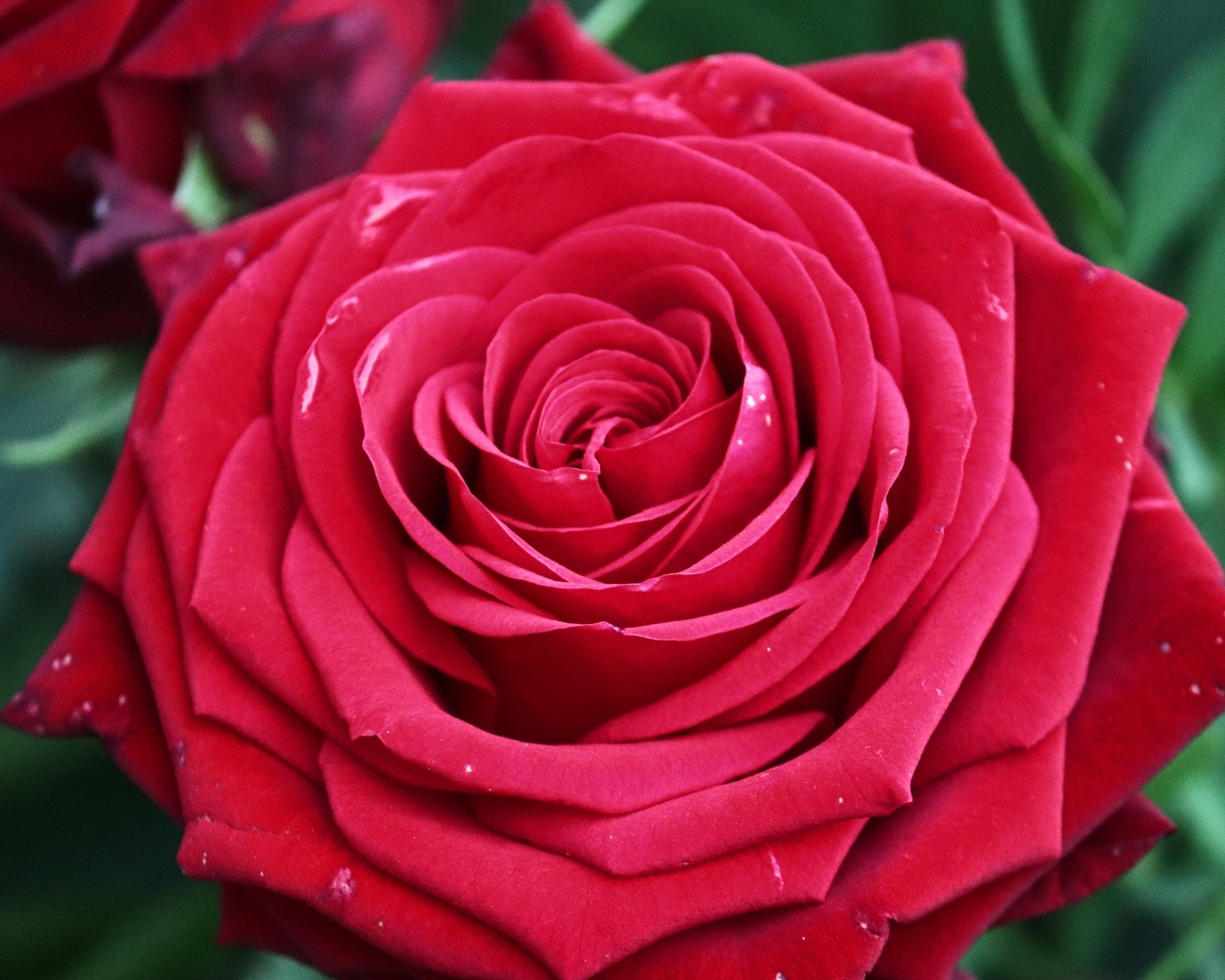 Крупная ароматная красная роза