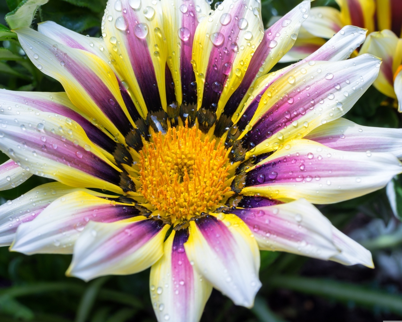 Большой цветок газания с каплями на лепестках