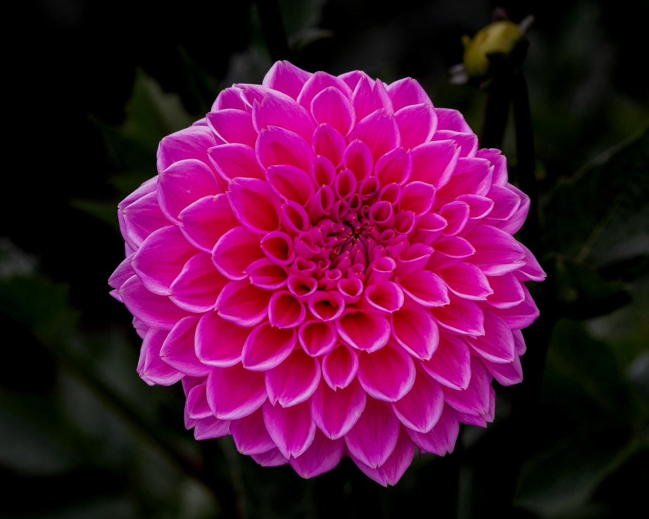 Большая пышная розовая георгина