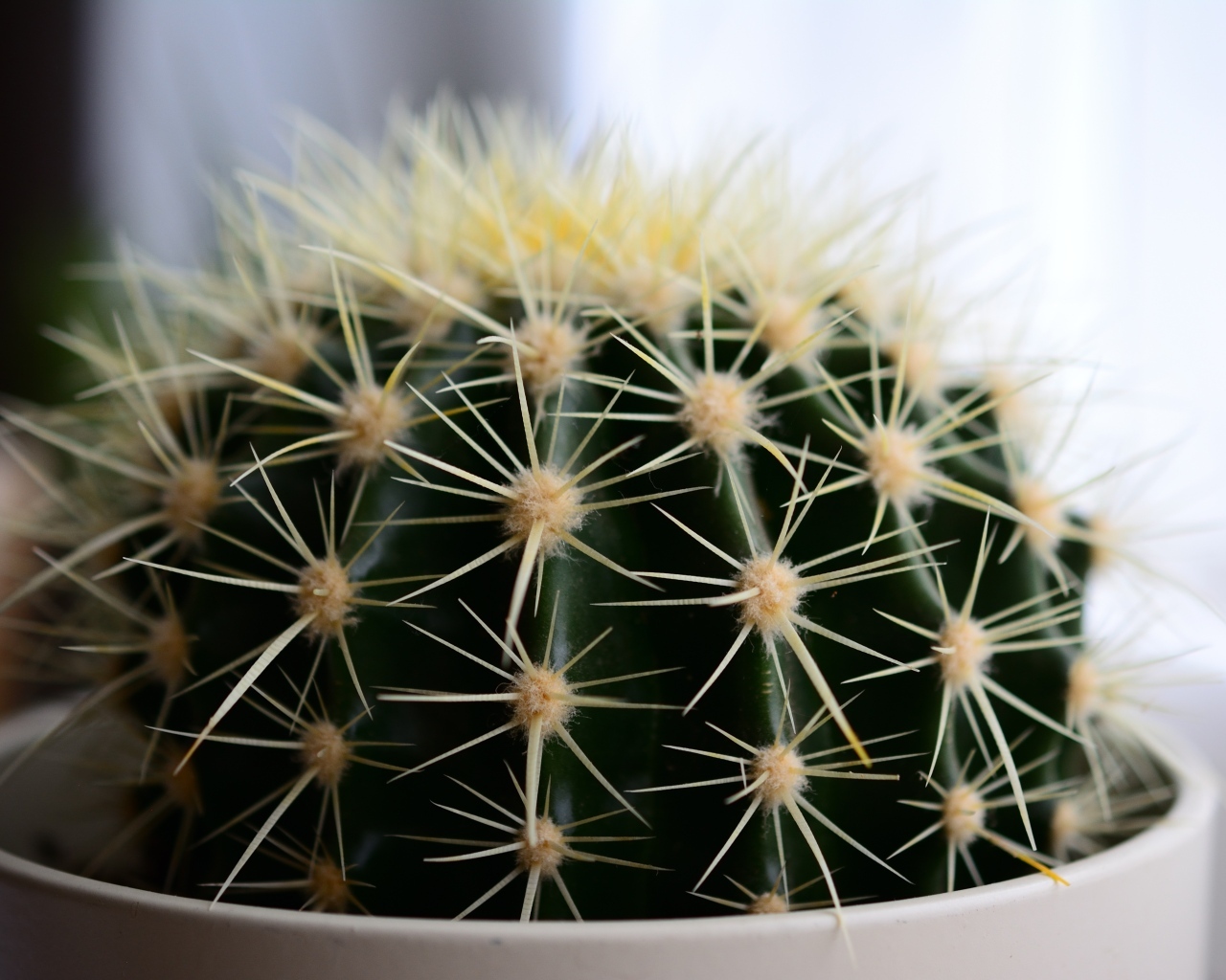 Большие иголки колючего кактуса