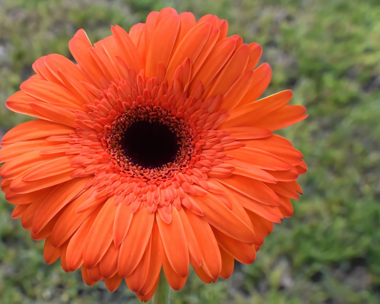 Крупный цветок оранжевой герберы